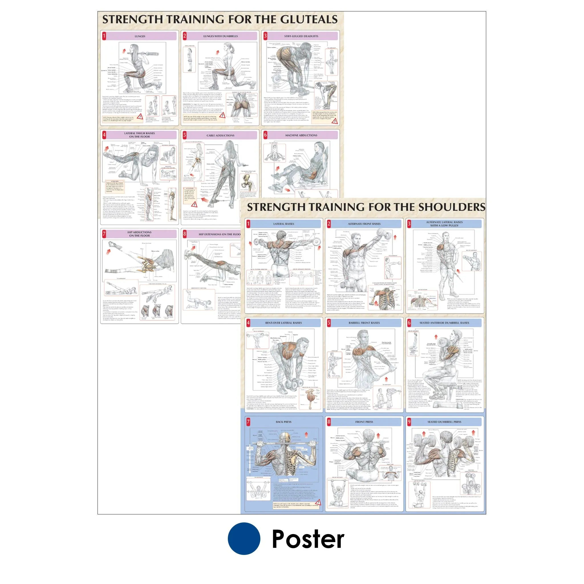 Strength Training Anatomy Poster Series